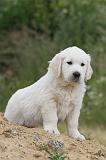 GOLDEN RETRIEVER 286